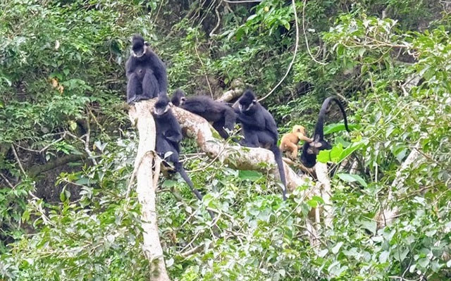 Từ chỗ đàn voọc trên núi đá ở Tuyên Hóa chỉ vài con đến nay thành quần thể gần 150 con.
