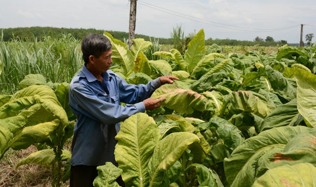Nông dân xã Hảo Đước Châu Thành thu hoạch lá thuốc lá non.