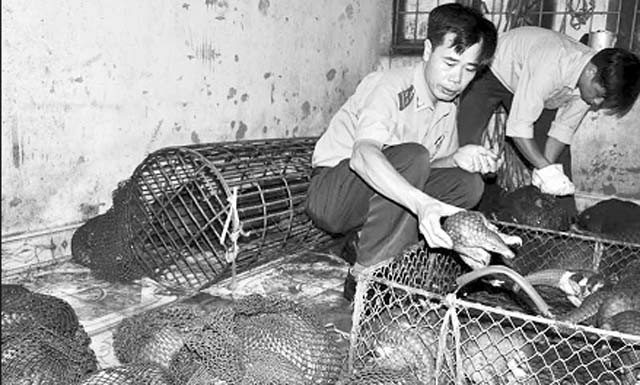 Lực lượng chức năng kiểm đếm số lượng tê tê bị bắt giữ. 