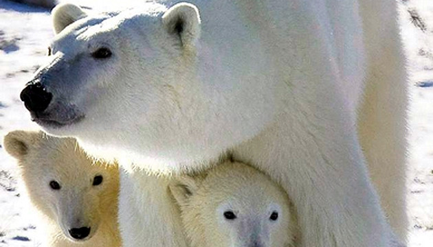 Gấu bắc cực. (Ảnh: Internet)