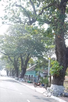 Hàng bàng cổ thụ trên đường Lê Duẩn ở Côn Đảo.