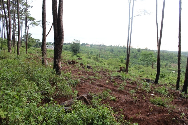 Nhiều diện tích rừng thông bị xâm chiếm sau khi thực hiện xong việc mua bán trái phép.