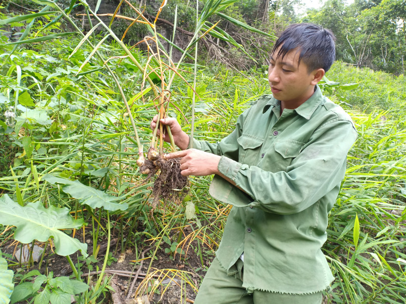 Anh Phùng Quý Lưu, thôn Nặm Dất bên những cây gừng bị bệnh thối củ.
