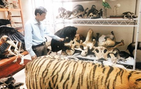 Một góc kho chứa mẫu vật tại Bảo tàng thiên nhiên Việt Nam.  Ảnh: ÐỖ ÐỆ