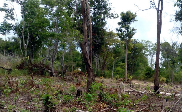Nhiều khoảnh rừng tại tiểu khu 23 bị tàn phá nặng nề.