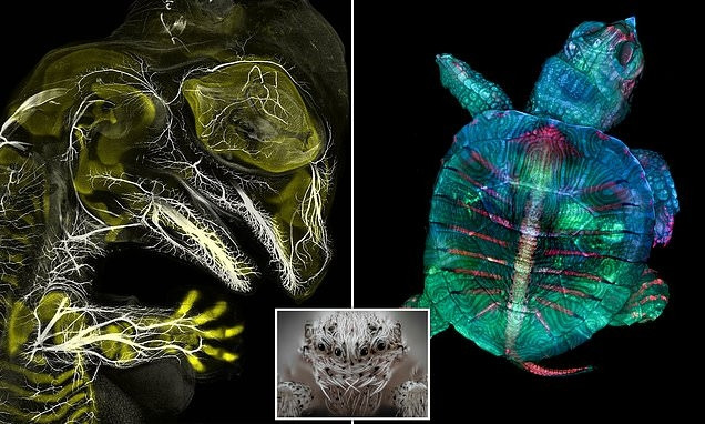 Những bức ảnh ảo giác tiết lộ cuộc sống dưới kính hiển vi