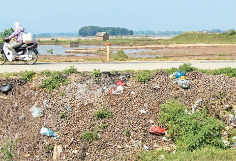 Mặc dù đã được thu gom nhưng vỏ ốc bươu vàng vẫn xuất hiện nhiều tại xã Cấn Hữu, huyện Quốc Oai. Ảnh: NGỌC CHIẾN