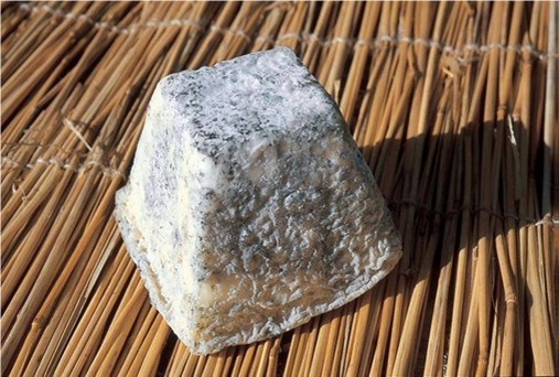 Sản phẩm phomai chứa E.coli.