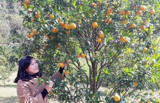 Vườn quýt ở xã Chiến Thắng, huyện Bắc Sơn (Lạng Sơn).