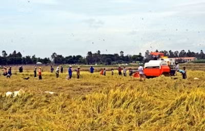 Nông dân thu hoạch lúa ở đồng bằng sông Cửu Long.
