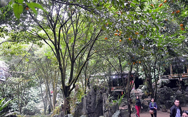 Vườn quýt Hang Hú (huyện Bắc Sơn, Lạng Sơn). Ảnh: VI PHONG