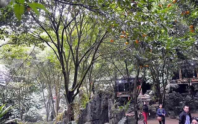 Vườn quýt Hang Hú (huyện Bắc Sơn, Lạng Sơn). Ảnh: VI PHONG