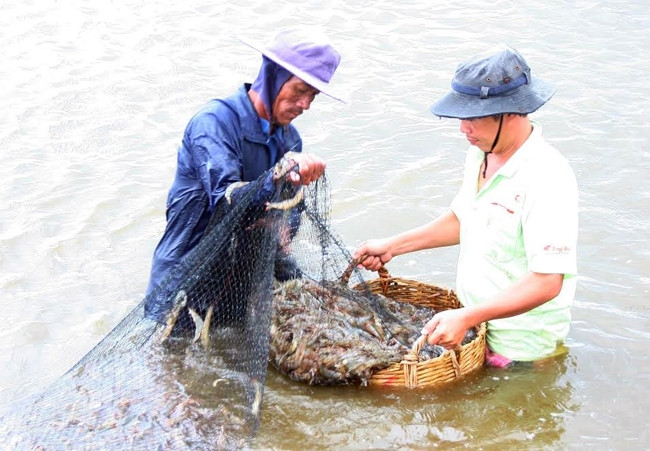 Thu hoạch tôm sú ở thôn Vĩnh Trường, xã Phước Dinh, huyện Thuận Nam (Ninh Thuận).