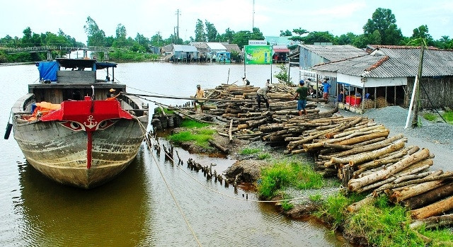Thu mua gỗ keo lai tại miệt rừng U Minh hạ, Cà Mau.