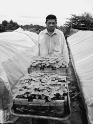 Vận chuyển giống cây hông.