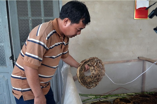 Ông Nguyễn Văn Lương chăm sóc đàn dế mới nở.