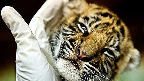 Một hổ con được cứu khỏi tay những kẻ buôn lậu tại Thái Lan. (Ảnh: Internet)