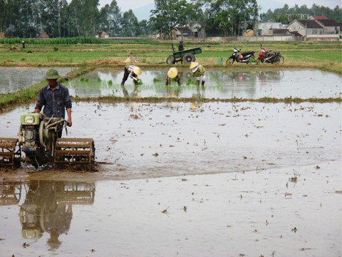 Nông dân xã Hợp Thành, huyện Yên Thành (Nghệ An) làm đất, cấy lúa.