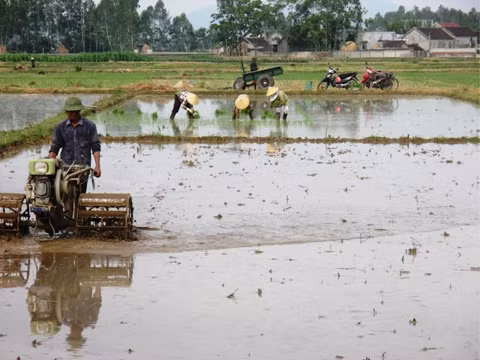 Nông dân xã Hợp Thành, huyện Yên Thành (Nghệ An) làm đất, cấy lúa.