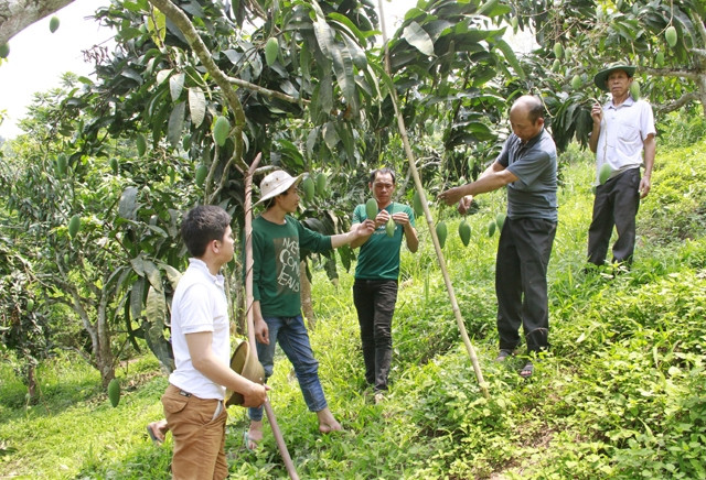 Các thành viên Hợp tác xã Hương Xoài, bản Lắc Kén, xã Tú Nang, huyện Yên Châu (Sơn La) khảo sát chất lượng quả xoài.