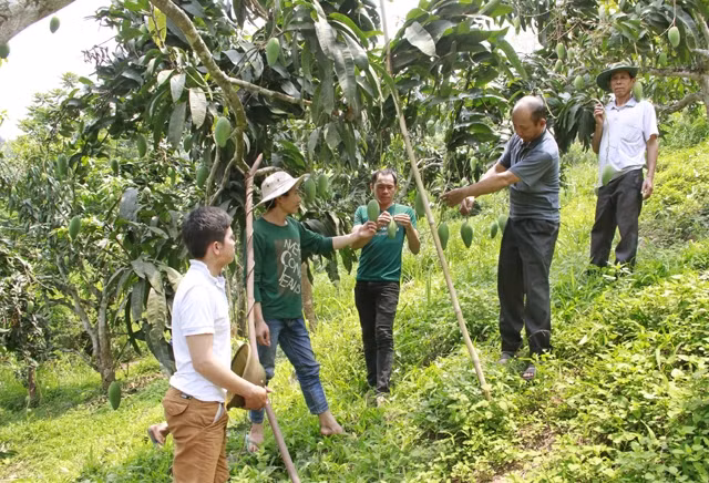Các thành viên Hợp tác xã Hương Xoài, bản Lắc Kén, xã Tú Nang, huyện Yên Châu (Sơn La) khảo sát chất lượng quả xoài.