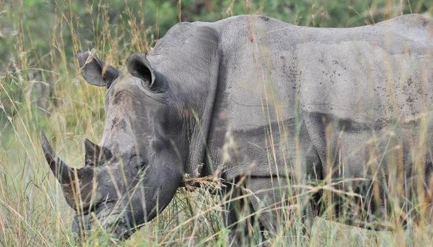 Tê giác ở VQG Kruger, một trong những điểm nóng về giết hại tê giác.