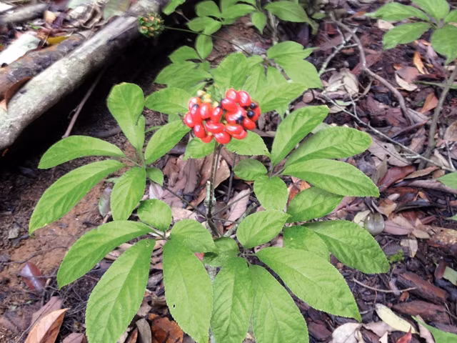 Sâm Ngọc Linh ra hoa.