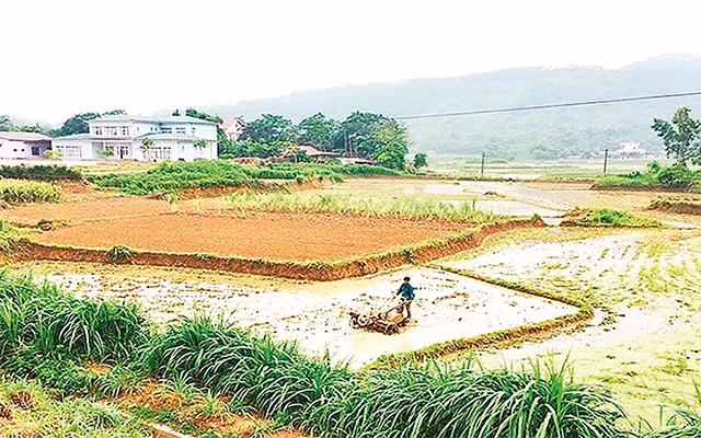 Sản xuất manh mún, nhỏ lẻ dẫn đến hiệu quả kinh tế thấp, người nông dân không thể bảo đảm cuộc sống. Trong ảnh: Làm ruộng tại xã Bạch Lựu (huyện Sông Lô, Vĩnh Phúc). Ảnh: HỒNG TÍNH