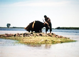 "Mùa len trâu": Còn một người quay phim trong “bóng tối”