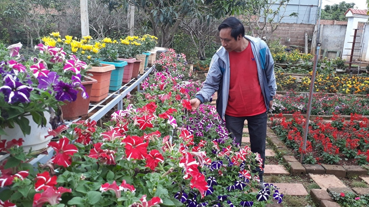 Chăm sóc hoa trồng trong nhà lưới tại Công ty Hoa cảnh Cao Nguyên (Mộc Châu, Sơn La).