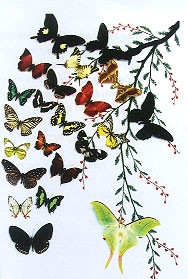 Một mẫu sưu tập bướm
của anh Thắng.