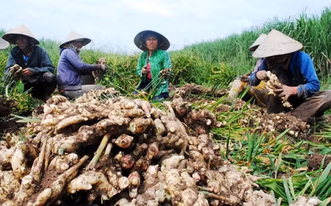 Thương lái vào tận rẫy thu mua gừng của các hộ dân xã Biển Bạch Đông, huyện Thới Bình (Cà Mau).