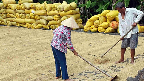 Giá lúa thấp khiến nhiều nông dân thua lỗ. Ảnh: MINH ĐẠT