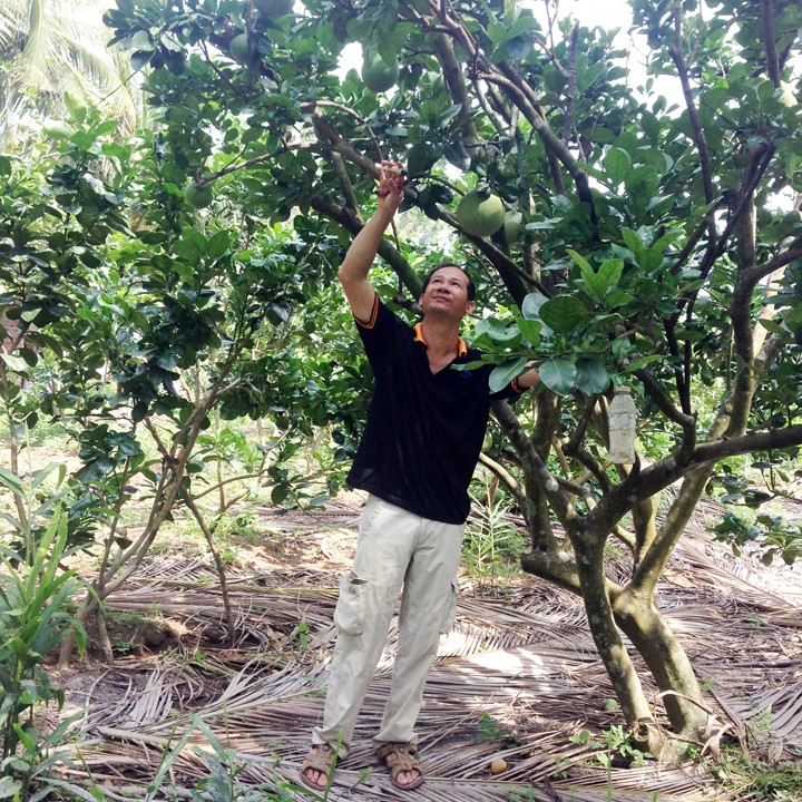 Ông Võ Duy Kha (ấp 4, xã Nhơn Trạch, TP Bến Tre) chăm sóc vườn bưởi.