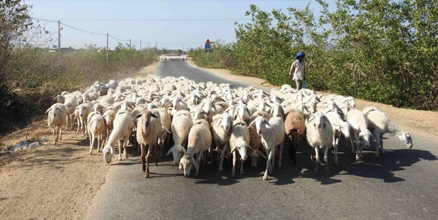 Nhiều hộ ở xã Phước Trung, huyện Bác Ái, tỉnh Ninh Thuận phải lùa đàn cừu vượt rừng hơn chục cây số tìm đến những nơi khác đang có nước và cỏ để cừu vượt đói, khát. 