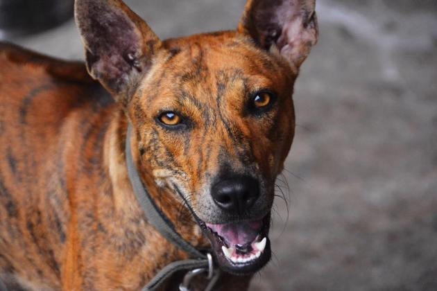 Một chú chó Phú Quốc.