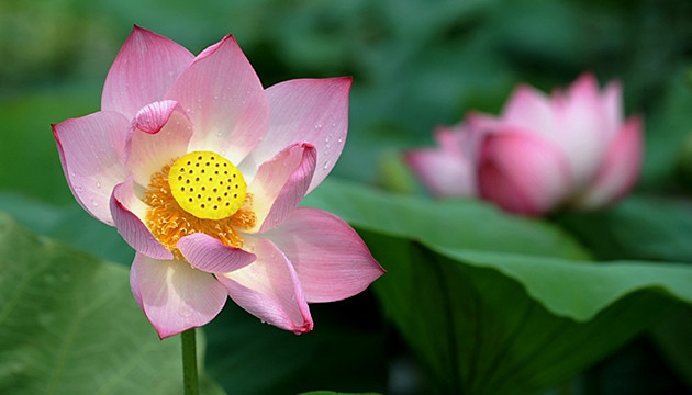 Cánh sen hồng dịu dàng trong nắng.