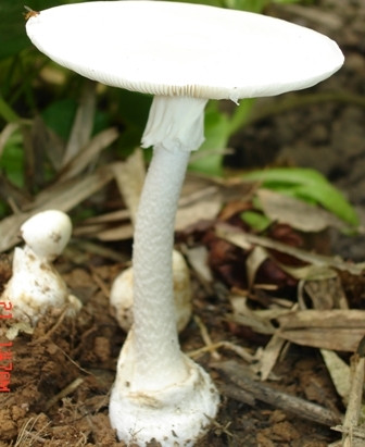 Nấm độc tán trắng đã xòe mũ. 