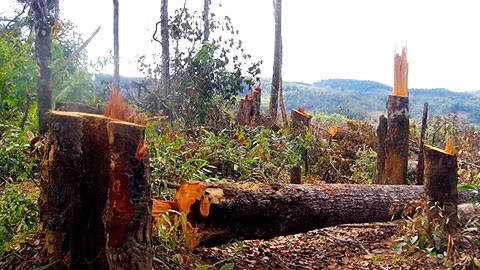 Một khu rừng ở huyện Kbang (Gia Lai) đang bị tàn phá.