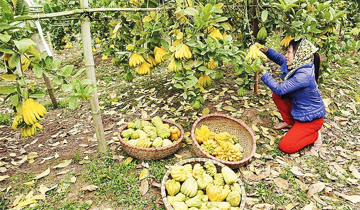 Thu hoạch quả phật thủ tại xã Ðắc Sở, huyện Hoài Ðức. Ảnh: QUỲNH ANH