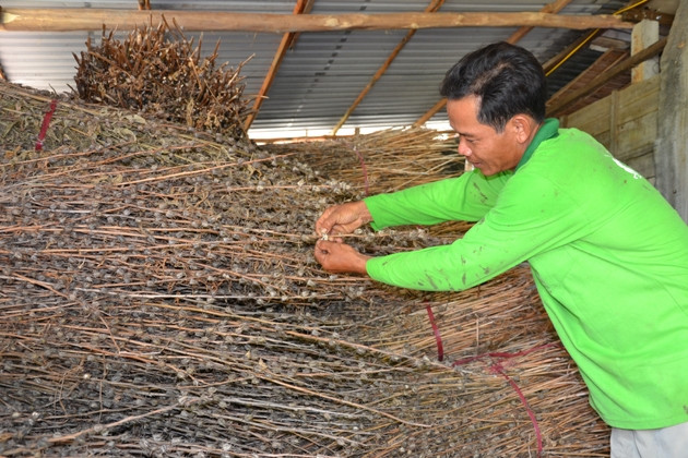 Anh Trần Văn Cường lo lắng vì hạt đay giống không có ai mua.