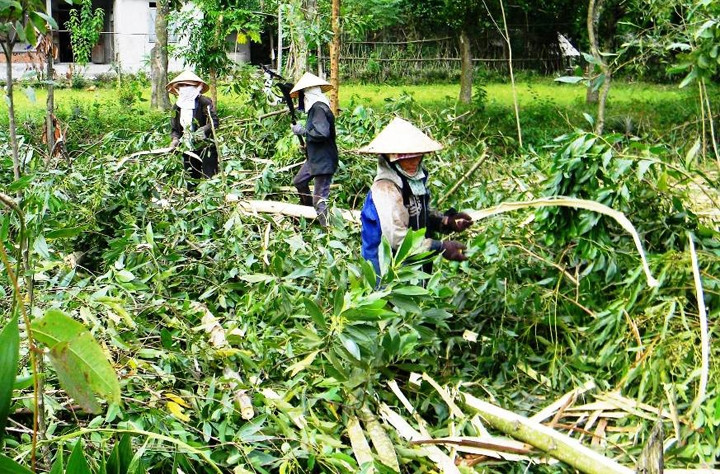 Người dân xã Ngư Hóa, huyện Tuyên Hóa thu hoạch rừng trồng.