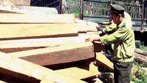 Gỗ lậu trên xe tải BKS 92C-023.18 bị lực lượng kiểm lâm Hiệp Đức (Quảng Nam) thu giữ. Ảnh: VĂN THỌ