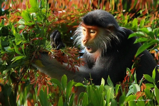 Khoảnh khắc bình yên của nữ hoàng linh trưởng vọoc chà vá chân nâu. (Ảnh: Đặng Thu Thuỷ)