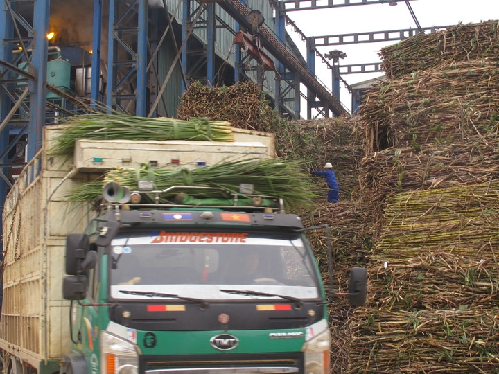 Nhập mía nguyên liệu tại Nhà máy mía đường Sông Con.