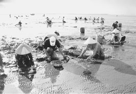 Thu hoạch nghêu trên vùng bãi bồi
ven biển huyện Duyên Hải.