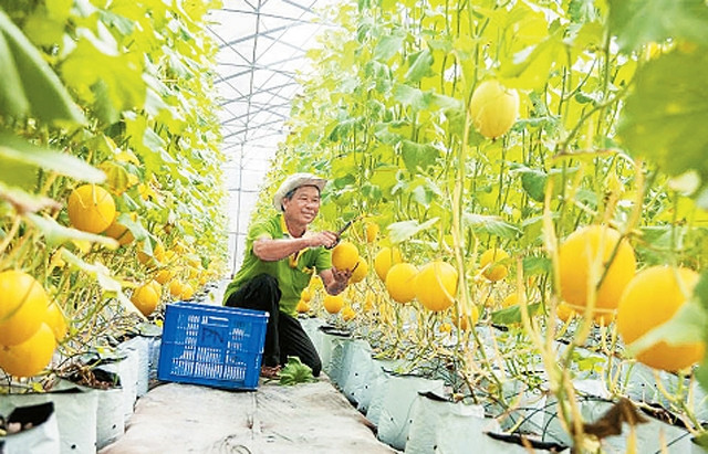 Mô hình trồng dưa lưới chuẩn VietGAP tại phường Châu Phú B, TP Châu Đốc, tỉnh An Giang.