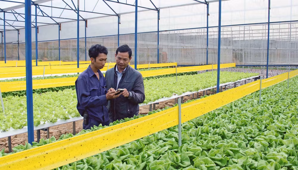 Kỹ sư giới thiệu về phương pháp chăm sóc rau công nghệ cao.