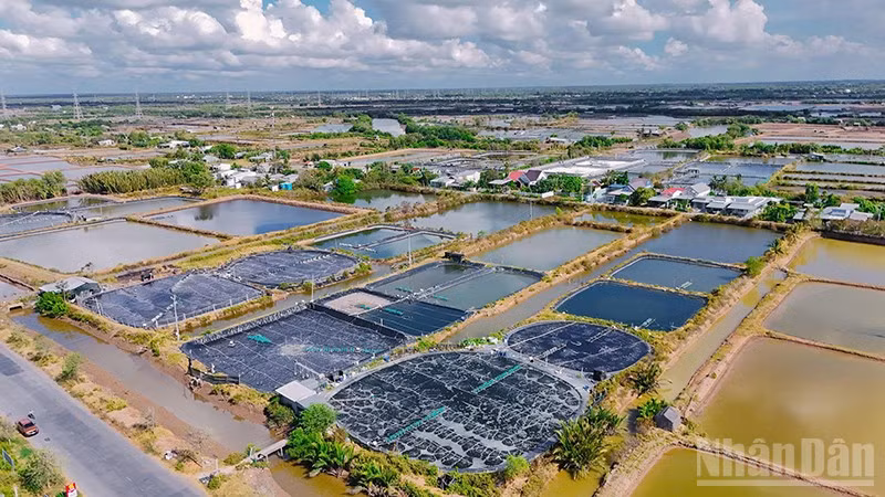 Các xã, phường ven biển tỉnh Vĩnh Long có lợi thế nuôi tôm công nghiệp, mật độ cao.