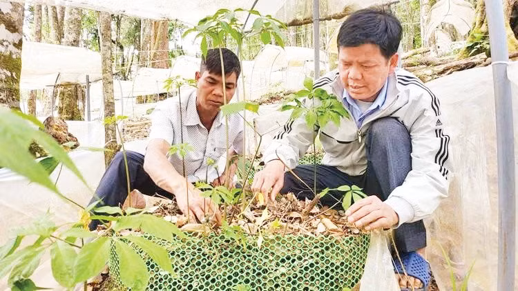 Anh A Sỹ (bên phải) hướng dẫn người dân trồng sâm Ngọc Linh. Ảnh: Hữu Phúc